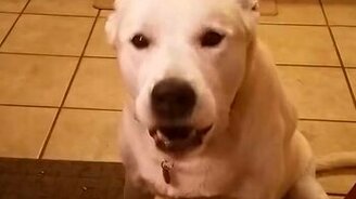 Какой разговорчивый пёс - смотреть видео (0:34)