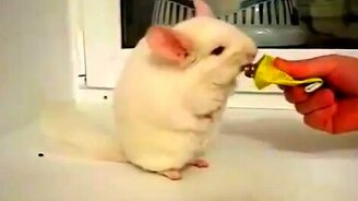 Шиншилла пробует еду космонавта - смотреть видео (0:42)