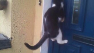 Смешное про котов и кошек - смотреть видео (4:21)