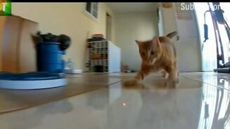 Смешные коты и псы - смотреть видео (7:21)