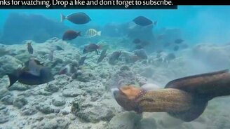 Курьёзные встречи с обитателями морских глубин - смотреть видео (5:58)