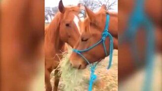 Лошадь принесла сено другу - смотреть видео (1:42)