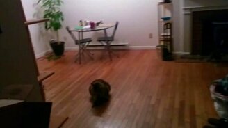 Котяра поймал летучую мышь - смотреть видео (0:47)