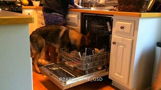 Овчарка-уборщица - смотреть видео (0:54)