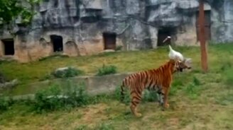 Журавль против пары тигров - смотреть видео (0:49)