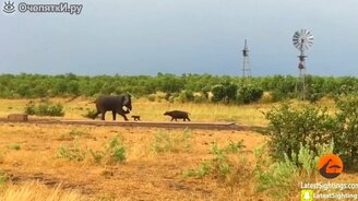 Буйволёнок против слонёнка - смотреть видео (0:19)