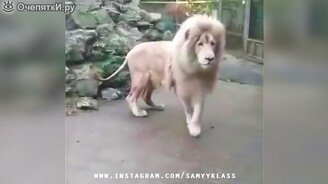 Сборник приколов с участием людей и зверей - смотреть видео (6:03)