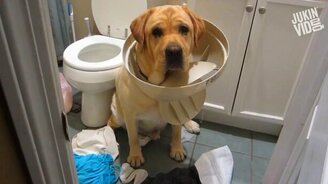 Виноватые собаки - смотреть видео (5:46)