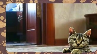 10 фактов о кошках - смотреть видео (1:31)