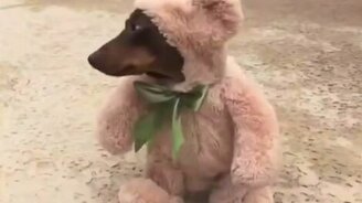 То ли пёс, то ли медведь - смотреть видео (0:10)