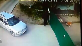 Осторожно, хлипкий забор и злые собаки! - смотреть видео (0:47)