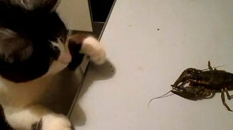 Котик против рака - смотреть видео (0:53)