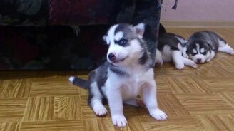 Щенок ощутил себя волком - смотреть видео (0:57)