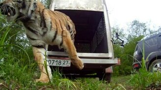 Выпуск тигра Упорного на волю - смотреть видео (2:26)