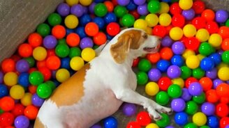 Разноцветный подарок псу - смотреть видео (1:38)