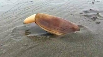 Мидия закапывается - смотреть видео (0:39)