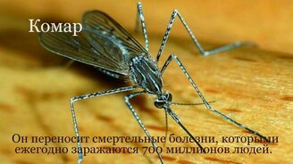 Кого стоит остерегаться человеку - смотреть видео (1:33)