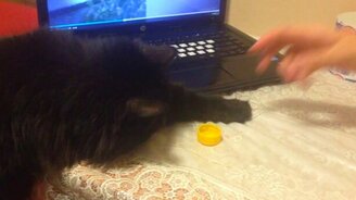 Это моя крышка! - смотреть видео (0:23)