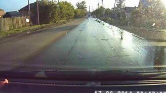 Собака-дорожник - смотреть видео (0:23)