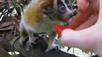 Зверушки - совсем как дети - смотреть видео (2:02)