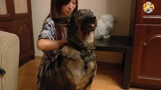 О совместной жизни кошки и собаки - смотреть видео (6:34)