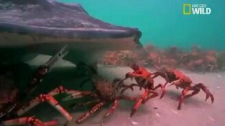 Скат охотится на крабов - смотреть видео (0:40)