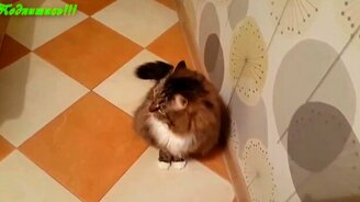 Сборник смешного и чудного видео - смотреть видео (6:32)