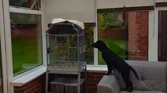 Попугай лает на собаку - смотреть видео (0:41)