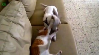 Дружные собаки и кошки - смотреть видео (1:19)