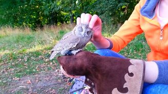 Нежные почесухи совы - смотреть видео (1:18)