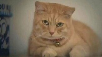 Китайский кот в поисках лекарства - смотреть видео (0:56)