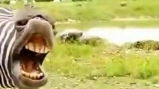 Зебра-певица попрошайничает - смотреть видео (0:27)