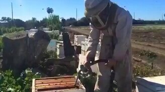 Каково пчеловоду без дымаря - смотреть видео (0:54)