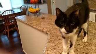 Котик мяукает басом - смотреть видео (0:53)