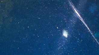 Гигантское яйцо кальмара - смотреть видео (3:12)