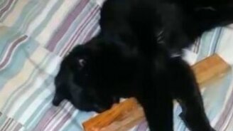 Кот против чурки - смотреть видео (0:28)