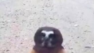 Совёнок на дороге - смотреть видео (0:28)