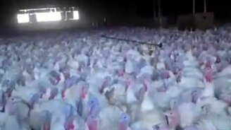 Индюки-поклонники - смотреть видео (2:58)