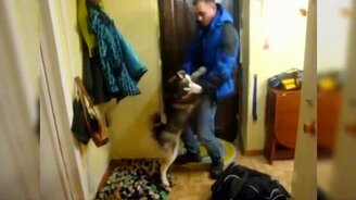 Верный пёс радуется встрече с хозяином - смотреть видео (3:33)
