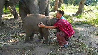 Слонёнок просится на ручки - смотреть видео (1:02)