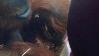 Орангутан поцеловал живот беременной - смотреть видео (1:20)