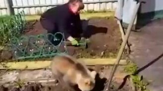 Медвежонок помогает сажать картошку - смотреть видео (0:34)