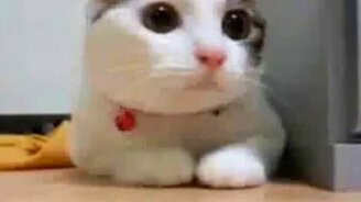 Кошка в трансе - смотреть видео (0:45)