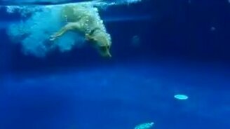 Пёс ныряет за фрисби - смотреть видео (0:16)