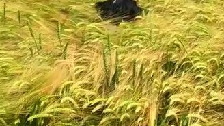 Обнаружь хозяина! - смотреть видео (0:24)