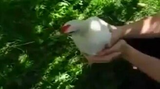 Куриная шейка - смотреть видео (0:44)