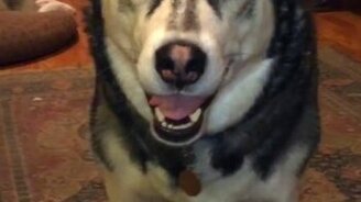 Говорящий хаски - смотреть видео (1:09)