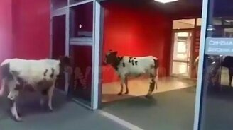 Коровы в торговом центре - смотреть видео (0:53)