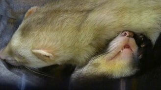 Как спят хорьки - смотреть видео (1:42)