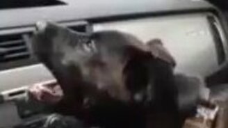 Щенок против кондиционера - смотреть видео (0:51)